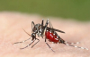 Миттєво зникне свербіж: як швидко подолати наслідки укусу комарів і мошок