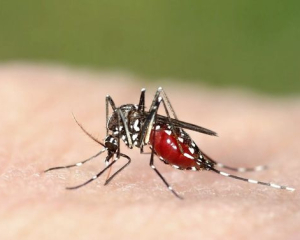 Мгновенно исчезнет зуд: как быстро преодолеть последствия укуса комаров и мошек
