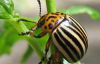 Як позбутися колорадських жуків народними методами - кілька порад
