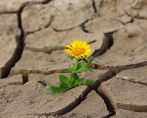 Вчені б'ють на сполох - насувається кліматична катастрофа