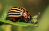 Як захистити баклажани від колорадських жуків: перевірені народні методи