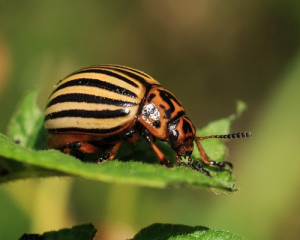 Как защитить баклажаны от колорадских жуков: проверенные народные методы