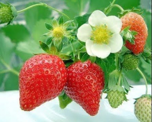 Такий урожай зберете вперше: чим підживити полуницю під час цвітіння