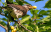 Как отвадить птиц от малины и черешни: простой способ