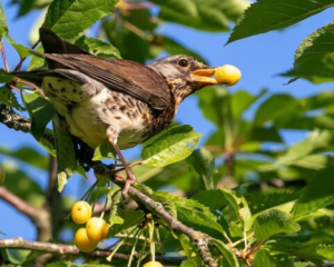 Как отвадить птиц от малины и черешни: простой способ