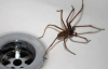 Чому в будинку заводяться павуки та як їх позбутися - корисні поради