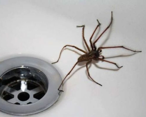 Чому в будинку заводяться павуки та як їх позбутися - корисні поради