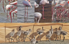 Под Одессой "бродят" редкие розовые птицы - фото