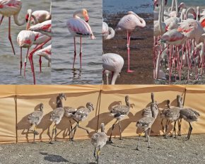 На Одещині &quot;блукають&quot; рідкісні рожеві птахи - фото