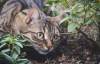 Як не отруїти домашніх тварин на городі: важливі поради