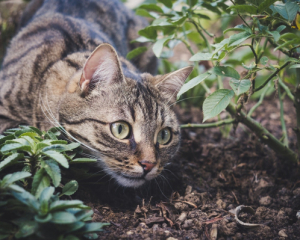 Як не отруїти домашніх тварин на городі: важливі поради