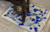 Коти-пікассо: в мережі показали оригінальний спосіб створення абстрактної картини