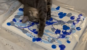 Коти-пікассо: в мережі показали оригінальний спосіб створення абстрактної картини