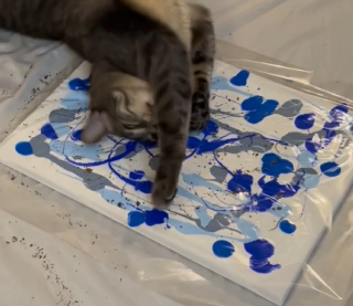 Коты-пикассо: в сети показали оригинальный способ создания абстрактной картины