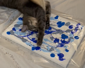 Коты-пикассо: в сети показали оригинальный способ создания абстрактной картины