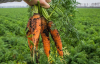 Як виростити гарну та велику моркву: корисні поради