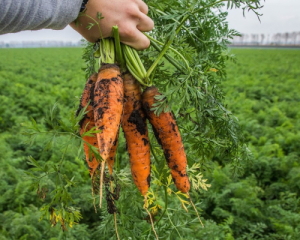 Як виростити гарну та велику моркву: корисні поради