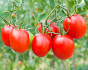 Як зробити перголу з помідорів - цікава ідея