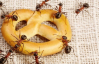 Как прогнать муравьев из дома - экологически чистые способы