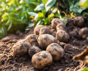Коли найкраще копати картоплю - корисні поради