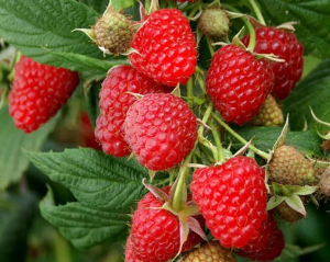 Чем подкормить малину в начале лета: внесите это удобрение и получите крупные ягоды