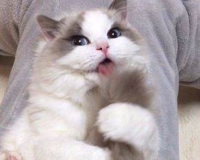 Назвали 10 самых спокойных пород кошек