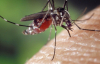 Як відлякати комарів: перевірені й безпечні методи