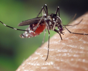 Как отпугнуть комаров: проверенные и безопасные методы