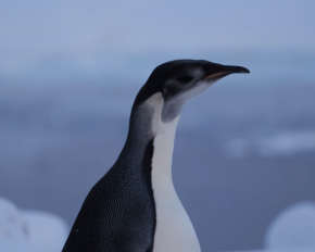 До українських полярників вперше за чотири роки завітав імператорський пінгвін - фото