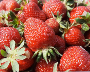 Клубника будет свежей очень долго: как правильно хранить ягоды