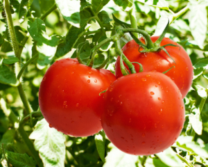 Как вырастить помидоры с тонкой кожурой: важные советы