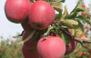 Як у спеку вберегти яблука від обсипання: корисні поради