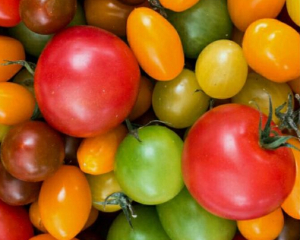 Чим відрізняються жовті помідори від червоних: головні відмінності