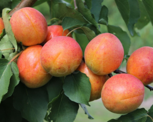 Щоб абрикоси не обсипалися: важливі поради садівникам