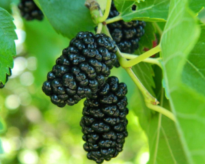 Як вимити руки від шовковиці та випрати одяг: перевірені способи