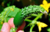 Як вирощувати огірки у контейнерах: корисні поради