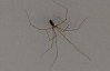 Як позбутись павуків назавжди: допоможе копійчаний засіб, який є у кожній аптеці