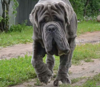 Собаки-великаны: пять пород, которые отличаются от других