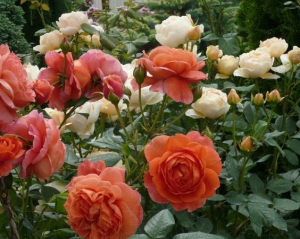 Секрети англійського садівника: як легко розмножити троянди