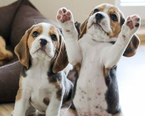 П'ять порід собак, які здатні знімати стрес і лікувати депресію