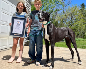 Помер найвищий собака у світі, який днями потрапив до Книги рекордів Гіннеса
