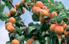 Чому з абрикоса опадає листя - найпоширеніші причини