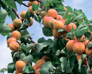 Чому з абрикоса опадає листя - найпоширеніші причини