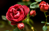 Как помочь розам пышно цвести - семь важных советов