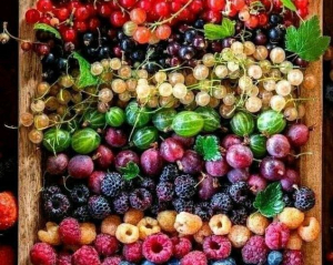 Які сезонні ягоди продовжують тривалість життя