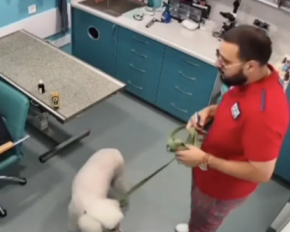 Мужчина обматерил ветерана-ветеринара без ног, потому что тот не подошел к собаке - видео