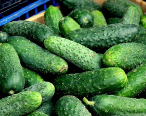 На украинском рынке продолжает стремительно дешеветь огурец: какая сейчас цена