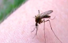 Що допомагає від укусів комарів: корисні поради