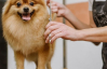 Не стригите собак в жару: ветеринары назвали причину