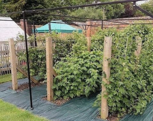 Як підготувати кущі малини до перших заморозків: п'ять чітких дій